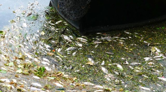 fish©DA19: fish, mostly roach in this pic, killed apparently by pollution in rivers Lea Navigation channel after fire in Garman Road N17 0UR next to Pymmes Brook, which flows into the Lea © david.altheer@gmail.com 260419